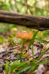 Boletus mushroom in the wild. Porcini mushroom grows on the forest floor at autumn season..