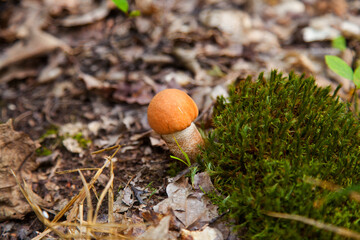 Single red boletus mushroom in the wild. Red boletus mushroom grows on the forest floor at autumn season..