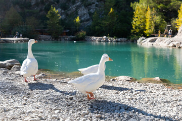 Wild white geese near a reservoir in the Goynuk canyon