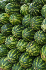 many green sweet watermelon group