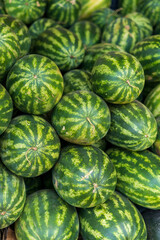 many green sweet watermelon group
