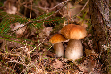 Two porcini mushrooms growing in pine tree forest at autumn season..
