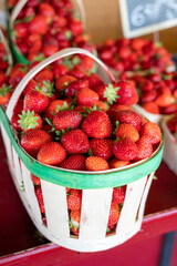 Basket of french red ripe sweet strawberries Manon des Fraises, Fragaria ananassa harvested in Provence, France