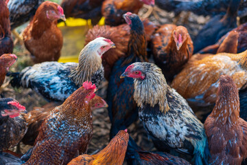 Farmyard poultry come in many colours and types. Chickens may be red, blue, white, black or anything in between. They may be hens, pullets, roosters, cockerels or even old broilers.