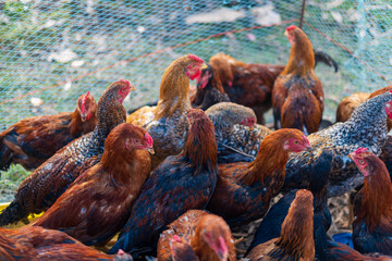 Farmyard poultry come in many colours and types. Chickens may be red, blue, white, black or...