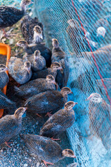 Farmyard poultry come in many colours and types. Chickens may be red, blue, white, black or anything in between. They may be hens, pullets, roosters, cockerels or even old broilers.