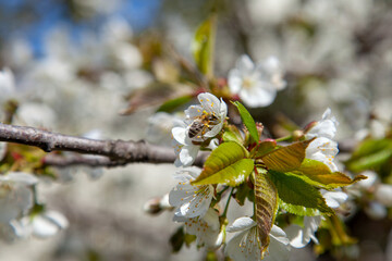 Close up view of working honeybee on white flower of sweet cherry tree. Collecting pollen and nectar to make sweet honey.