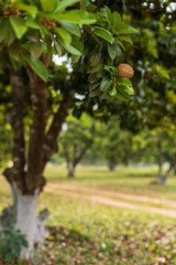 sapota fruit trees farm or plantation.