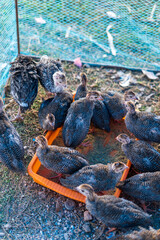 Farmyard poultry come in many colours and types. Chickens may be red, blue, white, black or anything in between. They may be hens, pullets, roosters, cockerels or even old broilers.