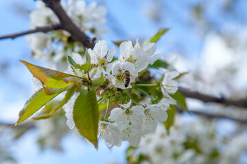 Close up view of working honeybee on white flower of sweet cherry tree. Collecting pollen and nectar to make sweet honey.