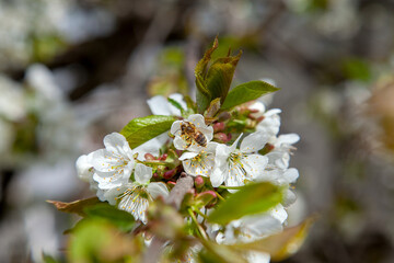 Close up view of working honeybee on white flower of sweet cherry tree. Collecting pollen and nectar to make sweet honey.