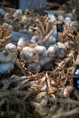 New harvest of fresh aromatic violet garlic in Piolenc village, Vaucluse, Provence, France
