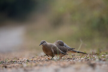 The zebra dove (Geopelia striata), also known as the barred ground dove, or barred dove, is a species of bird of the dove family, Columbidae, native to Southeast Asia.