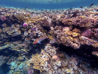 Fototapeta na wymiar Klunzinger's wrasse (Thalassoma rueppellii) at coral reef of the Red Sea..