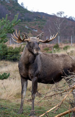 Naklejka na ściany i meble European Elk in the Highland Wildlife Park