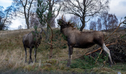 Obraz na płótnie Canvas European Elk in the Highland Wildlife Park
