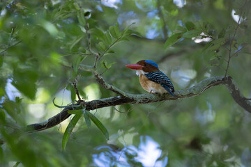 Male Banded kingfisher (Lacedo pulchella) stair at us in the forest (Banded Kingfisher; Lacedo pulchella)