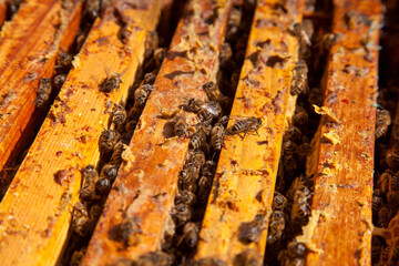 Open hive showing the bees swarming on a honeycomb..