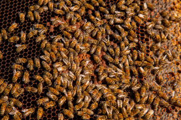 Working bees on the brown honeycomb with sweet honey..