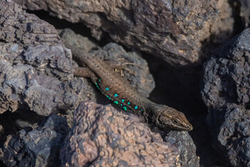 Atlantic lizard (gallotia atlantica), endemic lizard of Lanzarote island, over solified lava, Canary Islands,  Spain