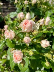 large vertical photo. rose bush. spray rose buds are soft pink.