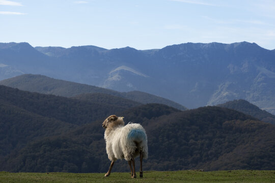 Sheep grazing on Mount Baztaria, Leitza, Navarra, Spain