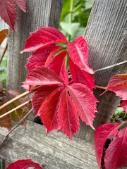 large vertical photo. red leaves of wild grapes. autumn time. bright autumn colors. nature. eco.