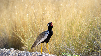Northern Black Korhaan ( Afrotis afraoides) Kgalagadi Transfrontier Park, South Africa