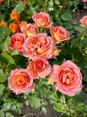 close-up of fresh blooming roses in the garden. sunny summer day. growing flowering shrubs.