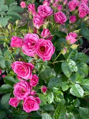 large vertical photo. purple spray roses close-up. summer blooms. eco. beautiful flowers for decoration.