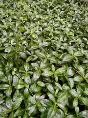 large vertical photo. fresh greenery after the rain. decoration with green climbing plants. eco. bio. raindrops on the leaves.
