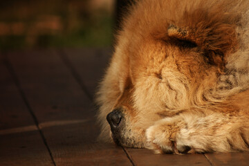 sleeping chow dog