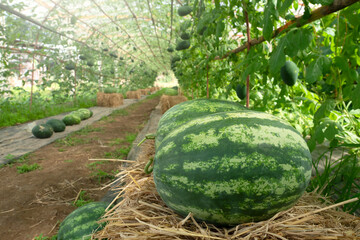 Watermelon in Agricultural circle greenhouse farm.
