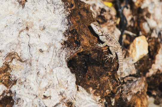 Stellagama stellio lizard