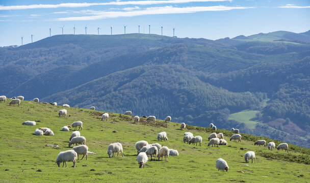 Flock of sheep grazing on Mount Baztaria, Leitza, Navarra, Spain