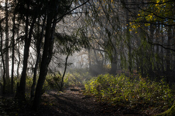 the forest at the top of the Kymin cloaked in a misty fog with the sun shining through 