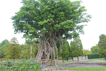 150 year old sea fig tree