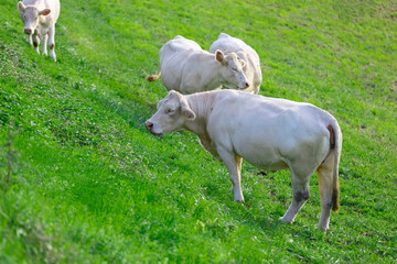 White cows in the pasture on a sunny summer day.
