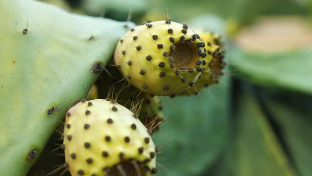 Close-up of prickly pear cactus, aka opuntia ficus indica. Selective focus. Smooth camera movement. Often cultivated plant for its edible fruit