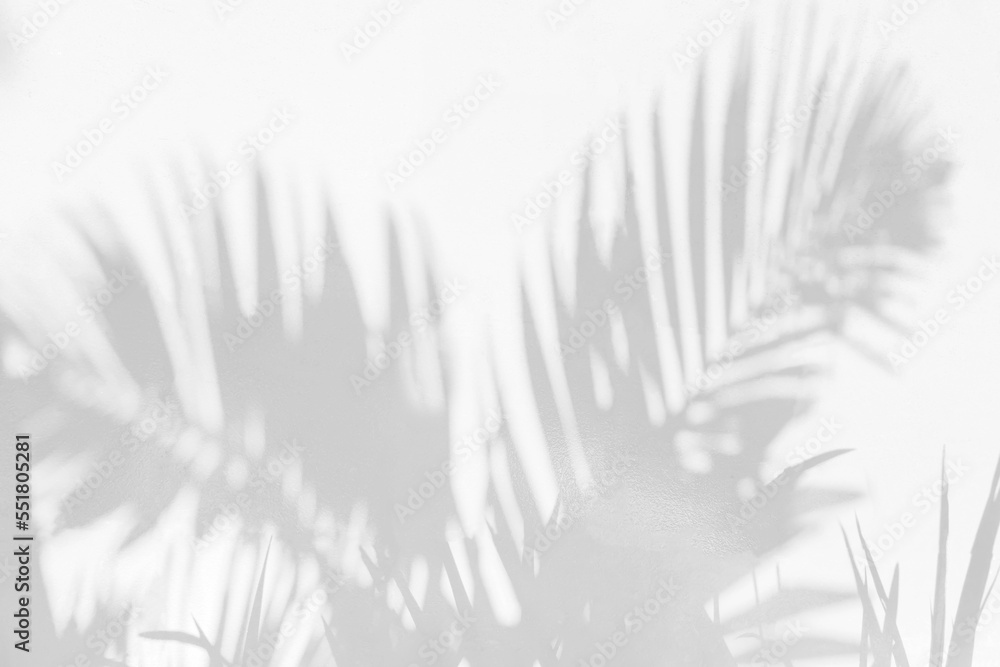 Poster grey shadow of natural palm leaf abstract background falling on white wall texture for background an