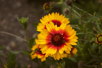 Vivid indian blanket (gaillardia pulchella) flower in the garden with copy space