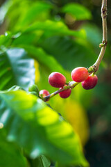 Close-up of red coffee beans ripening, fresh coffee, red berry branch,  agriculture on coffee tree
