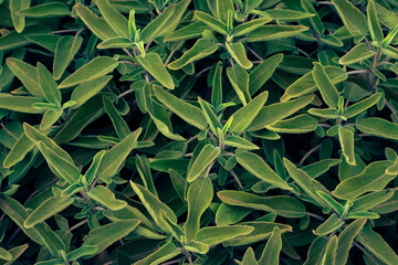 Sage bush background