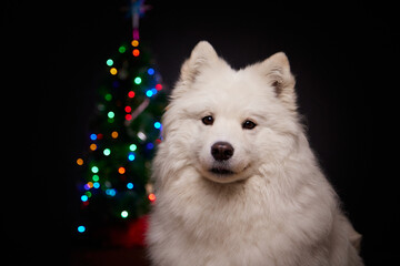 Portrait of a cute fluffy dog on the background of Christmas. Merry Christmas and Happy New Year! Christmas card.