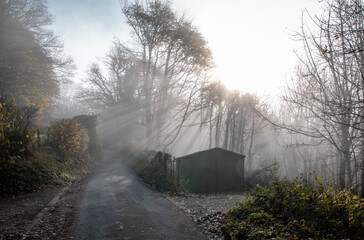 a foggy road leading up to the Kymin in Monmouthshire with the sun beaming through the mist