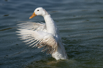 Naklejka na ściany i meble White duck flapping it's wings while swimming in the lake