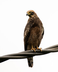 Juvenile Crested serpent eagle perched on electrical cables