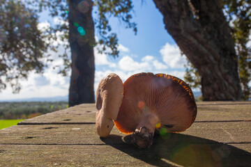 Saffron milk caps or lactarius deliciosus