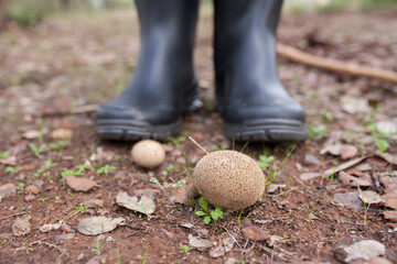 Puffball mushrooms or lycoperdon