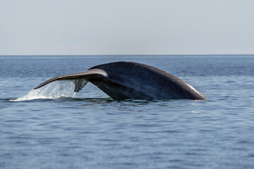 blue whale in loreto baja california mexico endangered biggest animal in the world